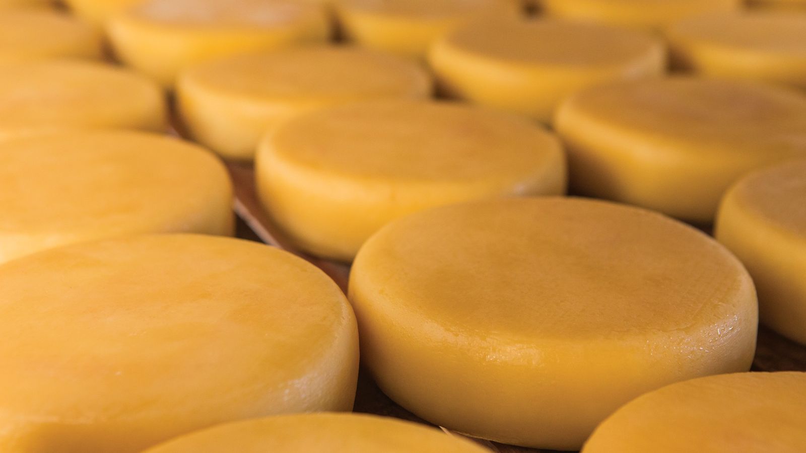 O tratamento de água vai trazer ainda mais qualidade à produção de queijos e outros produtos agroindustriais